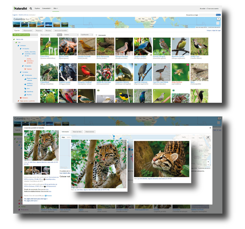 iNaturalist