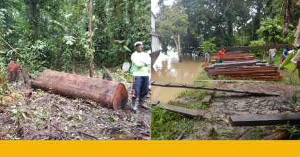 Sistema Nacional de Información Forestal